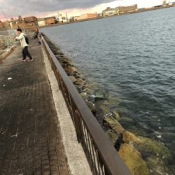 久しぶりのタチウオ