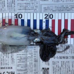 久しぶりのアオリイカ