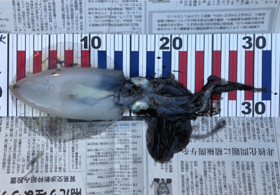 久しぶりのアオリイカ