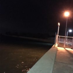 なんとか太刀魚…