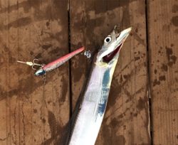 今年初タチウオ