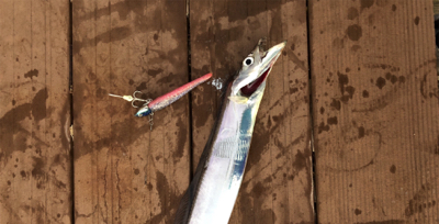 今年初タチウオ