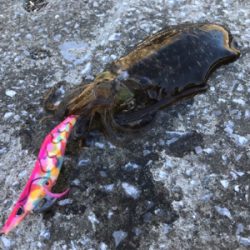 まさかのオオモンとかナブラとかとか