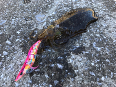 まさかのオオモンとかナブラとかとか