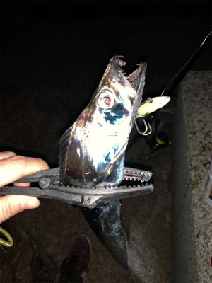 連日のタチウオ