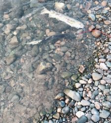 寒河江川鮭有効利用調査2日目