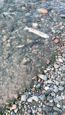 寒河江川鮭有効利用調査2日目