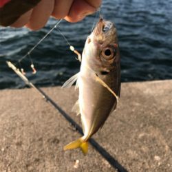 タチウオ、サビキ釣行