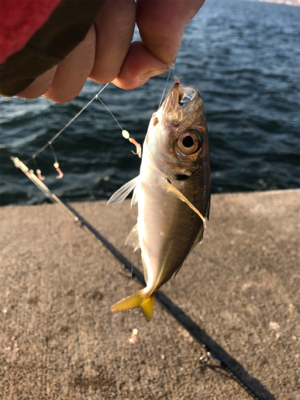 タチウオ、サビキ釣行