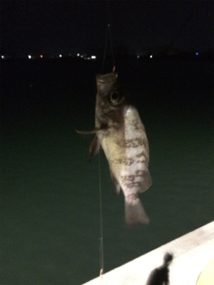 夜のサビキ