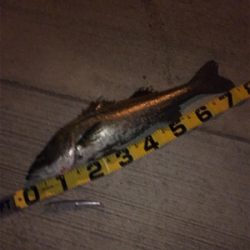 久しぶりにドブ川！