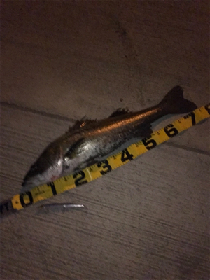 久しぶりにドブ川！