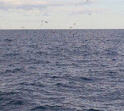 連日のオフショアジギング