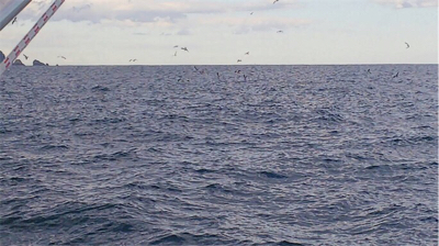 連日のオフショアジギング