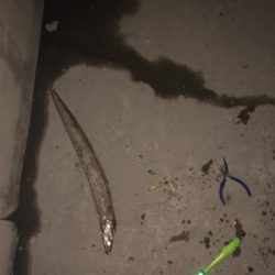 たまには1人で釣り