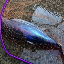 諦めムードからの本カツオ♪