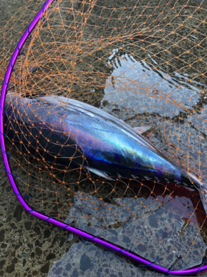 諦めムードからの本カツオ♪