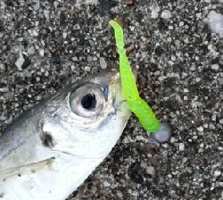 メバルが釣れました