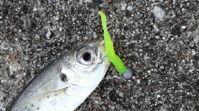 メバルが釣れました