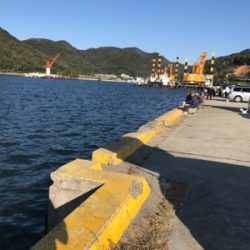 サビキでイワシ