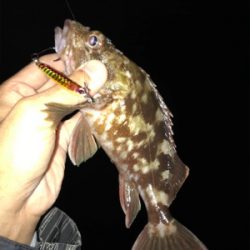 名港ボートでキジハタ！