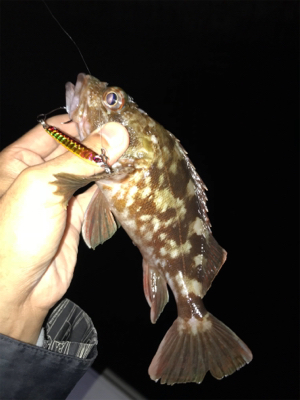 名港ボートでキジハタ！