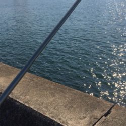 食欲旺盛なカレイ