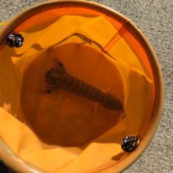 ちょい投げでタコとサビキでイワシ