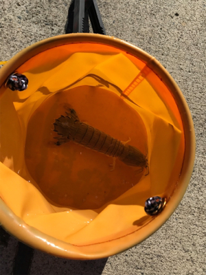 ちょい投げでタコとサビキでイワシ