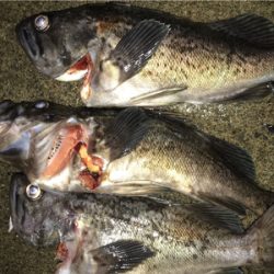 ロックフィッシュ！