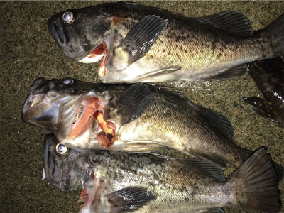 ロックフィッシュ！