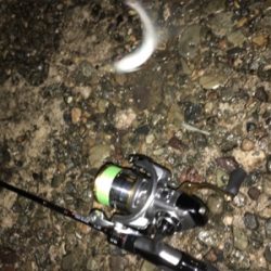 早朝ライトゲーム