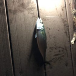 時合いは楽しい