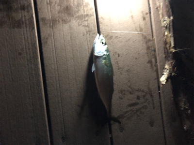 時合いは楽しい