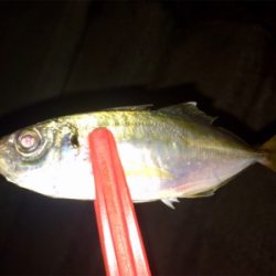 アジンガー1715〜1745 2002〜2025