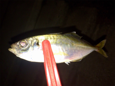 アジンガー1715〜1745 2002〜2025