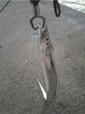 太刀魚オンリー