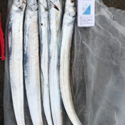 DAYノマセタチウオ