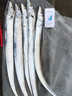 DAYノマセタチウオ