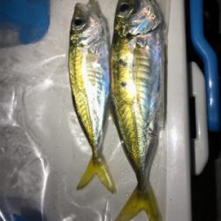 アジは裏切らない