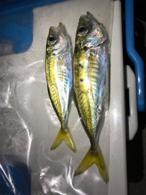 アジは裏切らない