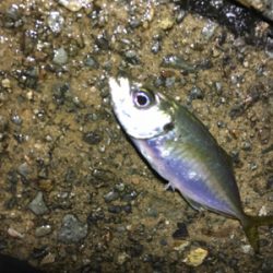 ナイトアジング