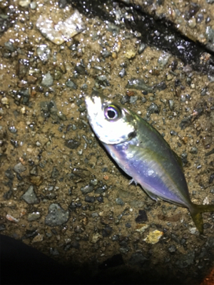 ナイトアジング