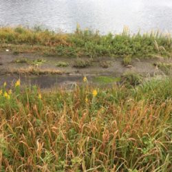 コチのスレがかり