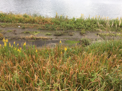 コチのスレがかり