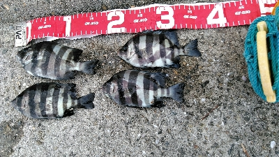 コブダイ釣り空振り