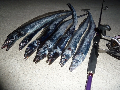 台風後タチウオ調査