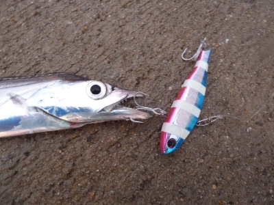 ヤッパリ太刀魚