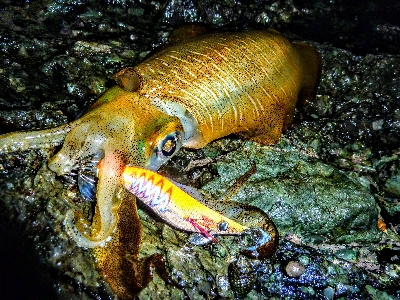 アオリイカ調査