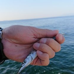 他の日は釣れてるのかな？